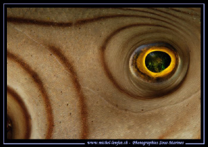 The Eye of a Immaculate pufferfish in the waters of Lembe... by Michel Lonfat 